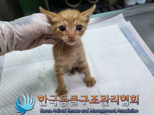 한국동물구조관리협회_441559202300853