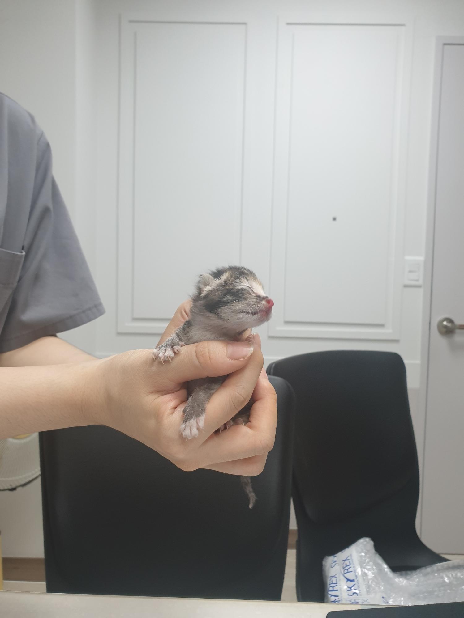 대구시수의사회(평리)_427343202300688