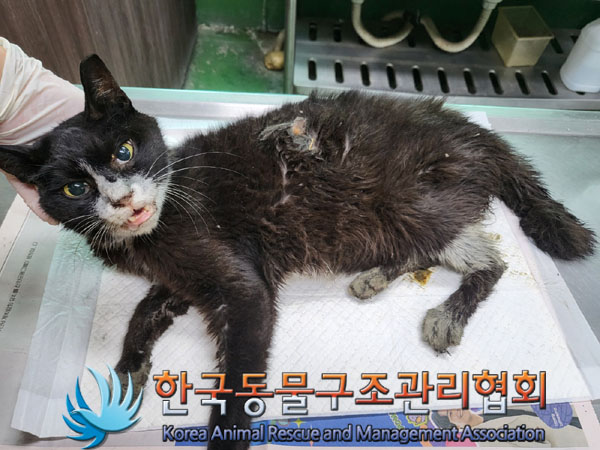 한국동물구조관리협회_411316202300536