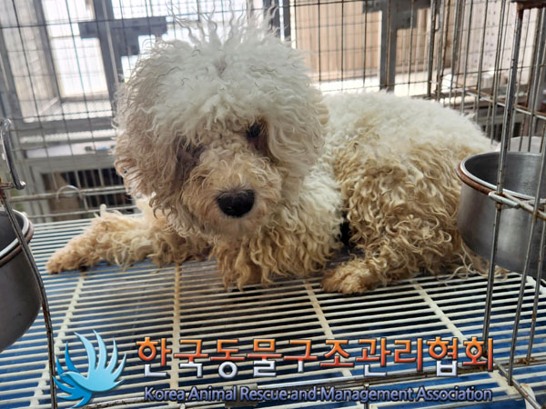 한국동물구조관리협회_441560202300984