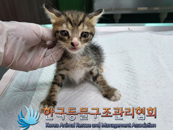 한국동물구조관리협회_441559202300852
