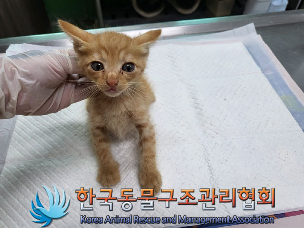 한국동물구조관리협회_441559202300851