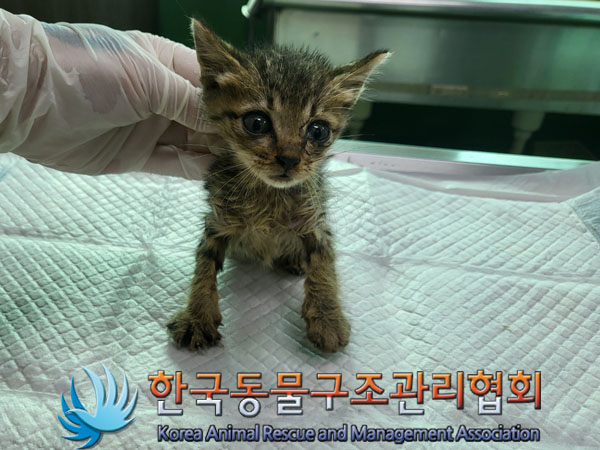 한국동물구조관리협회_411305202300413