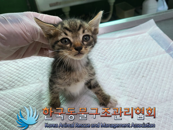 한국동물구조관리협회_441559202300850