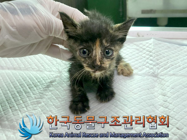 한국동물구조관리협회_411305202300411