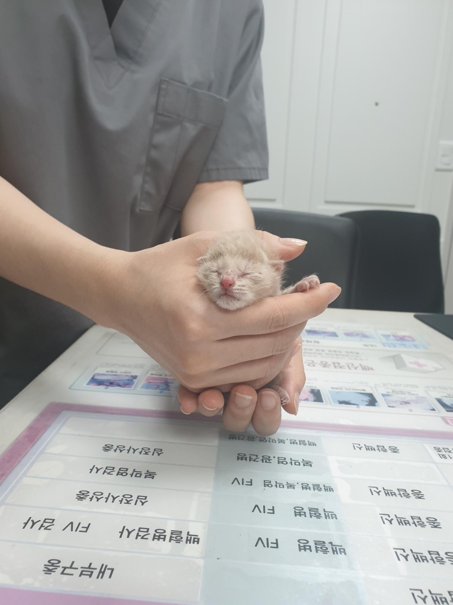 대구시수의사회(평리)_427343202300687