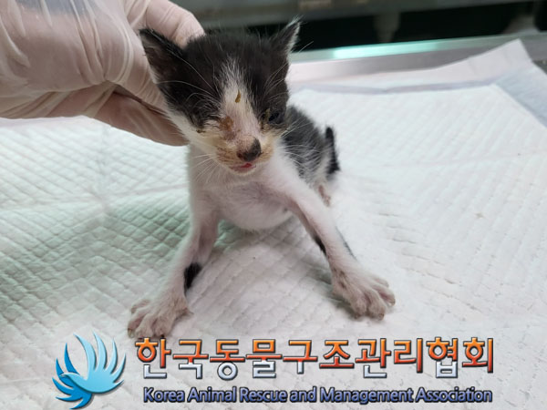 한국동물구조관리협회_441560202300985