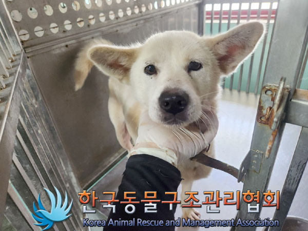 한국동물구조관리협회_441392202300179