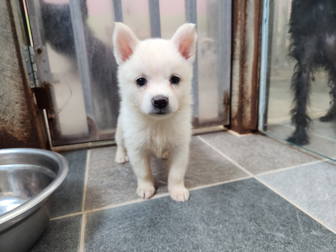 광주 동물보호소_429362202300701