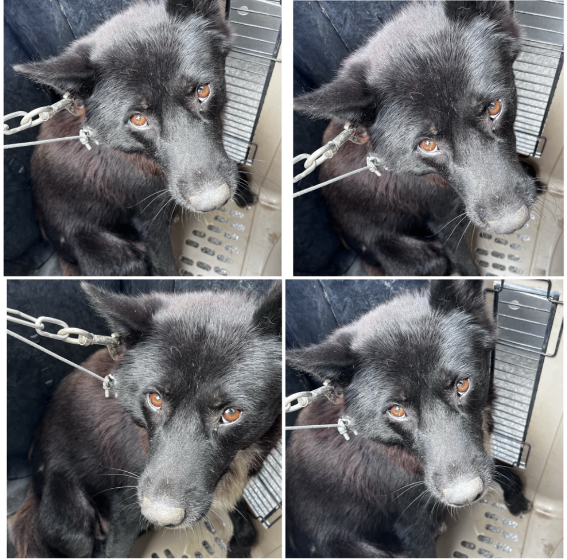 천안시유기동물보호소_444449202301804