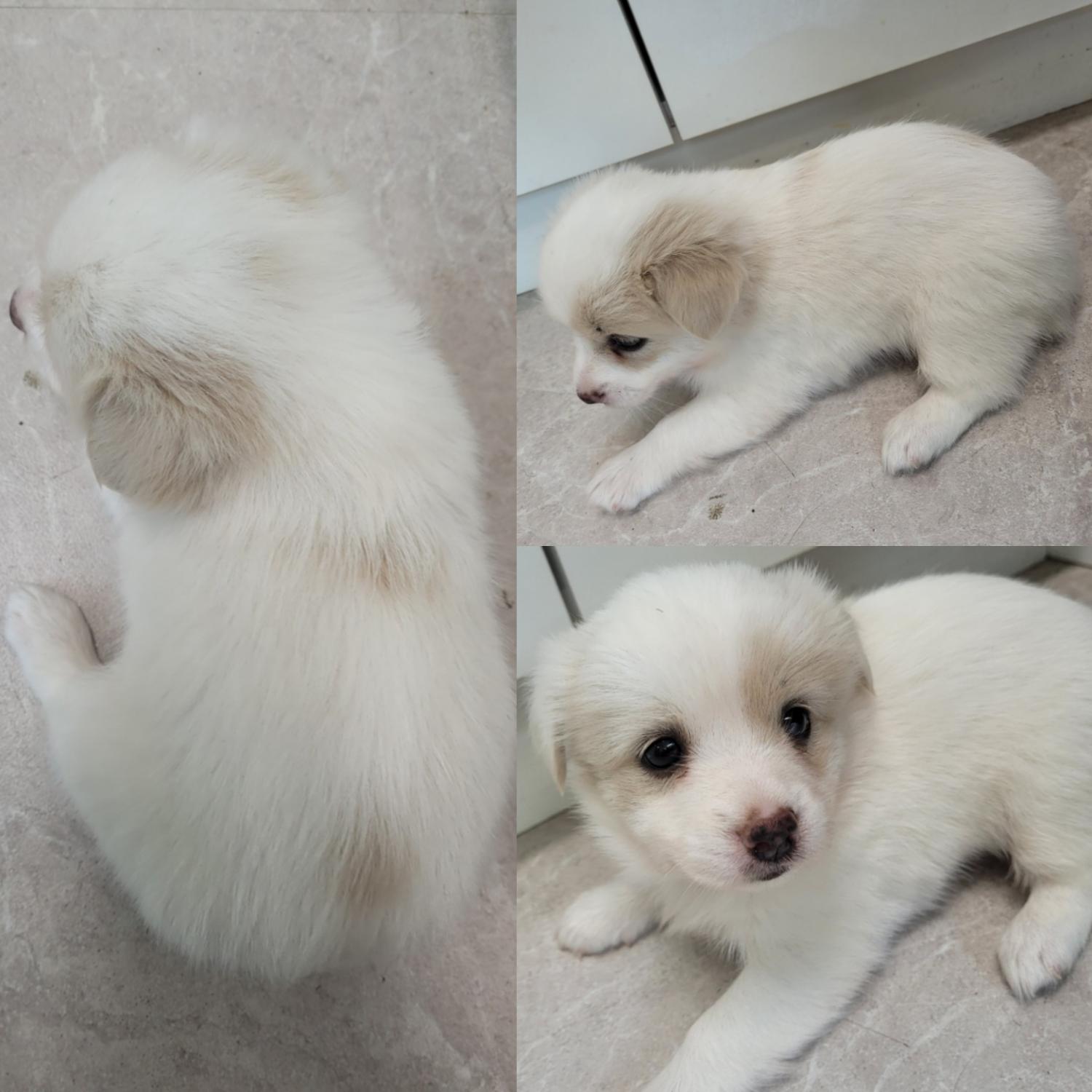 논산시 동물보호센터_444454202300688