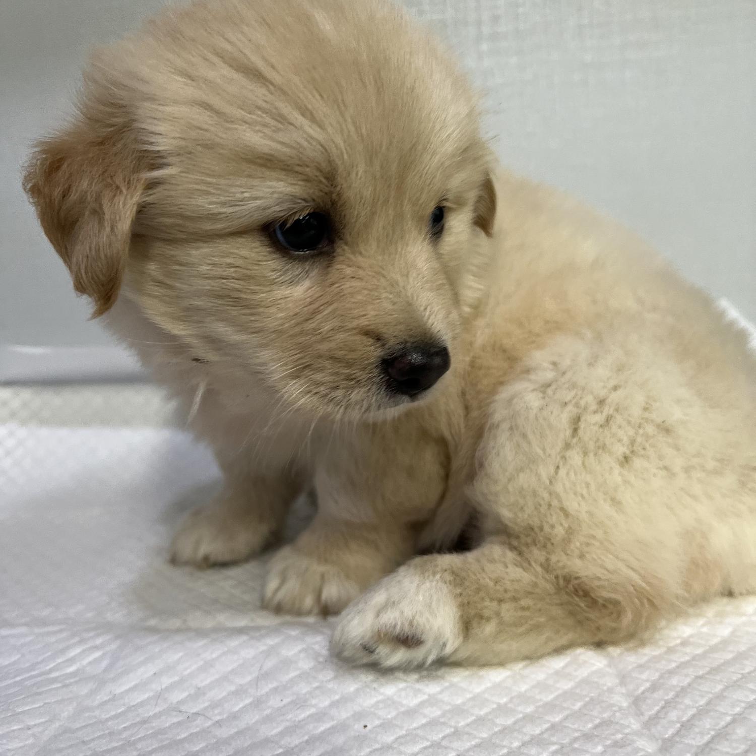 누리동물병원_426333202300710