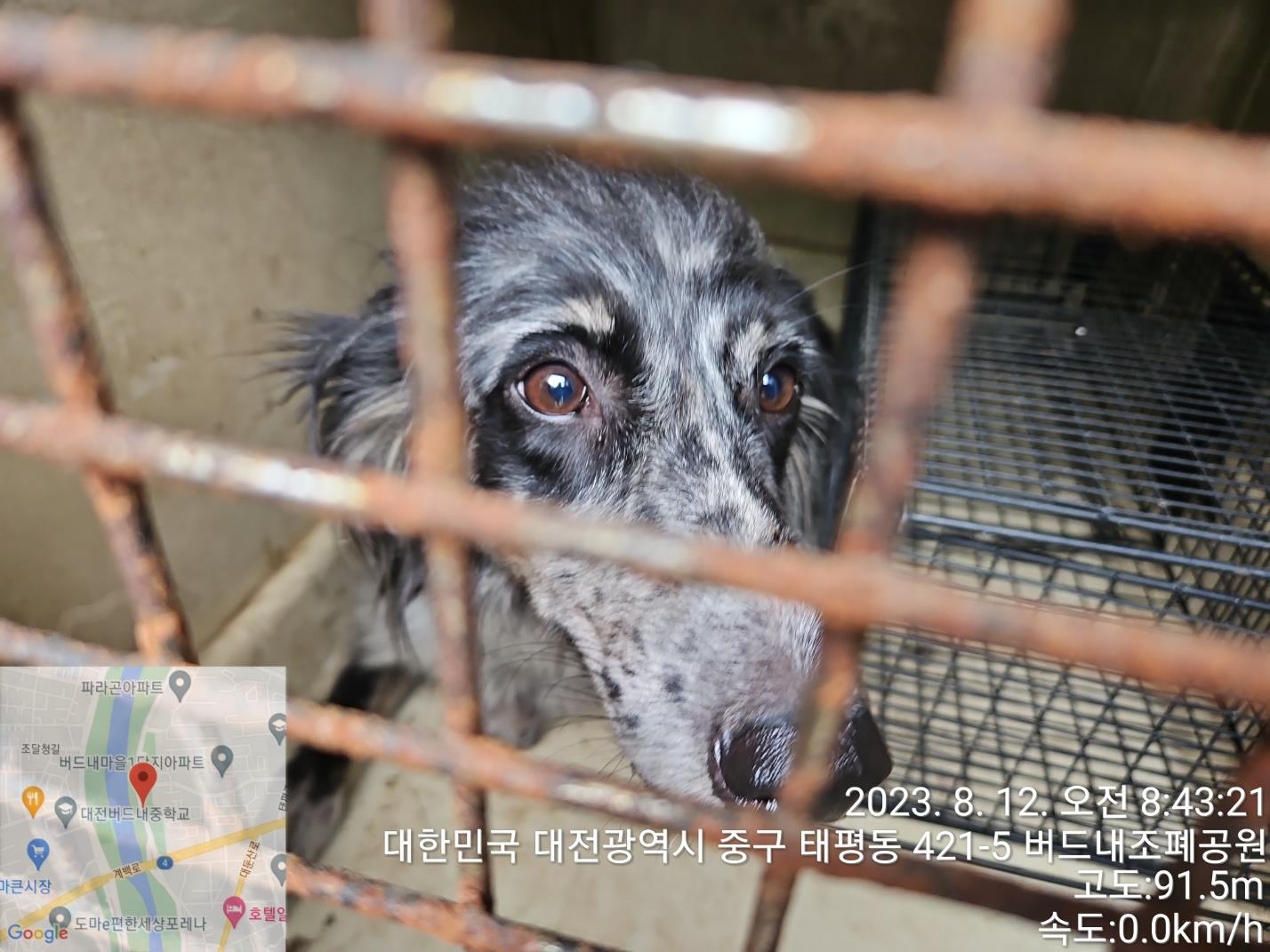 대전동물보호센터_430365202300375
