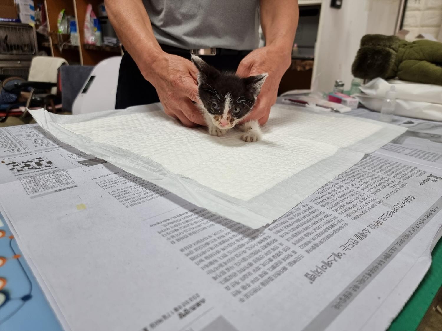 경동동물병원_428349202300714