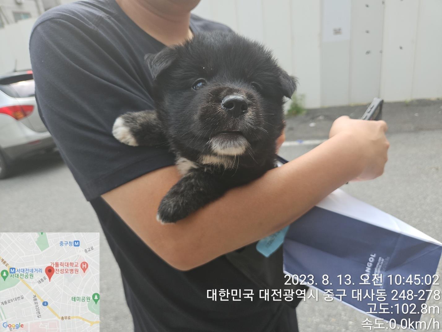 대전동물보호센터_430365202300376