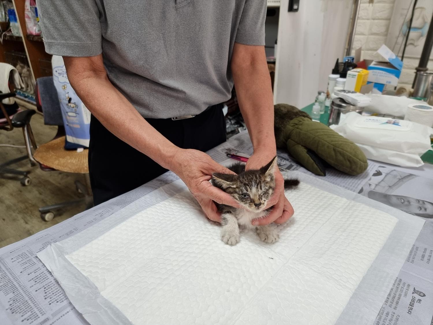 경동동물병원_428349202300713