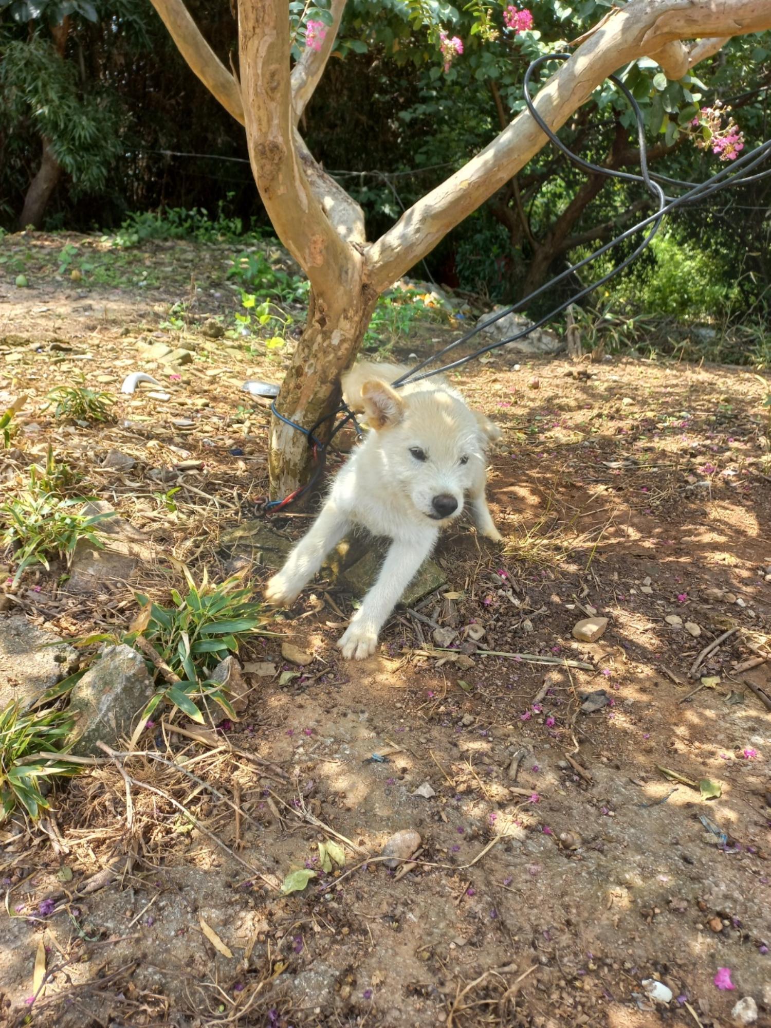 완주군유기동물보호소_445472202300315