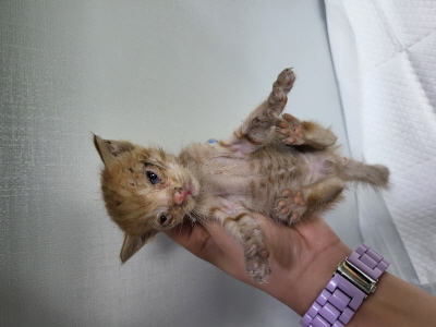 종료(자연사) 믹스…