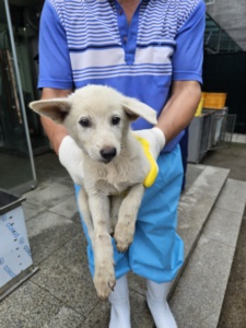 종료(안락사) 믹스…