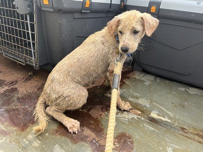 보호중 믹스견의 가…