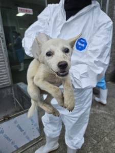 종료(자연사) 믹스…