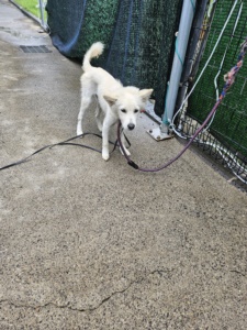 종료(안락사) 믹스…