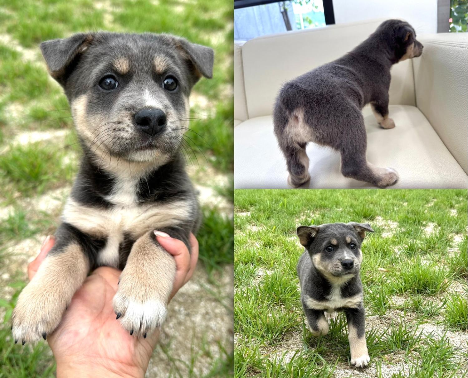 경주동물사랑보호센터_447505202300785