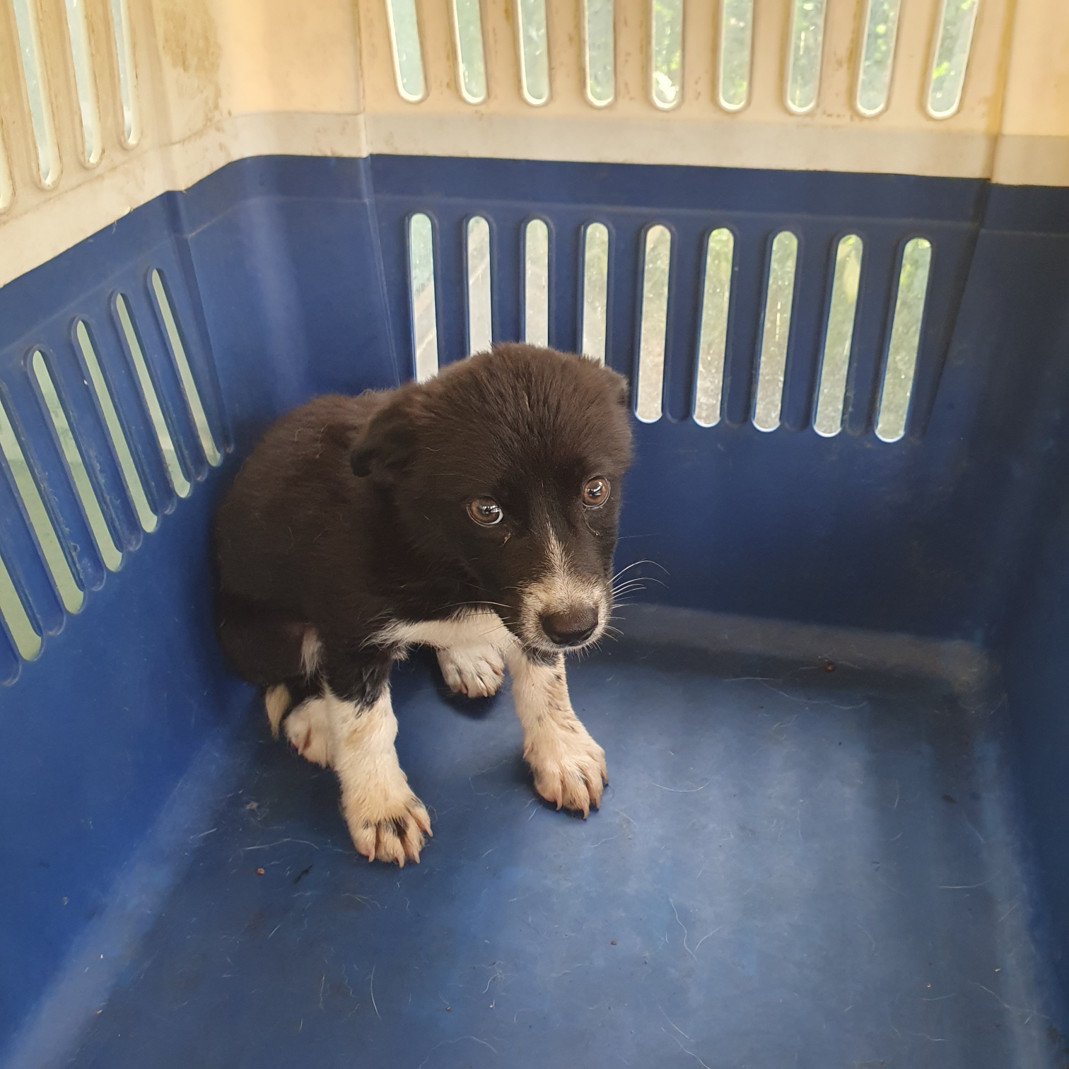 종료(자연사) 믹스…