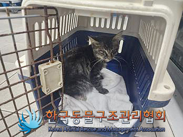 한국동물구조관리협회_411300202300335