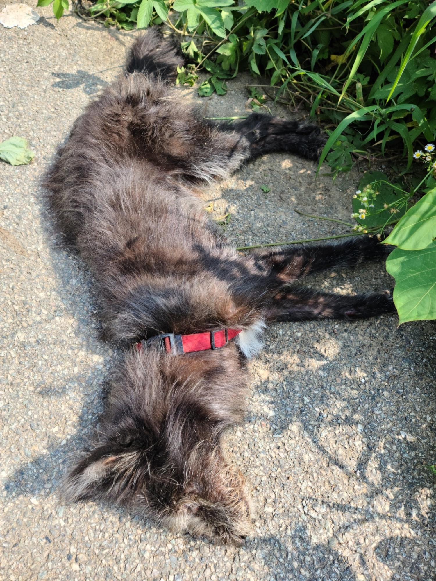평택시유기동물보호소_441391202301873