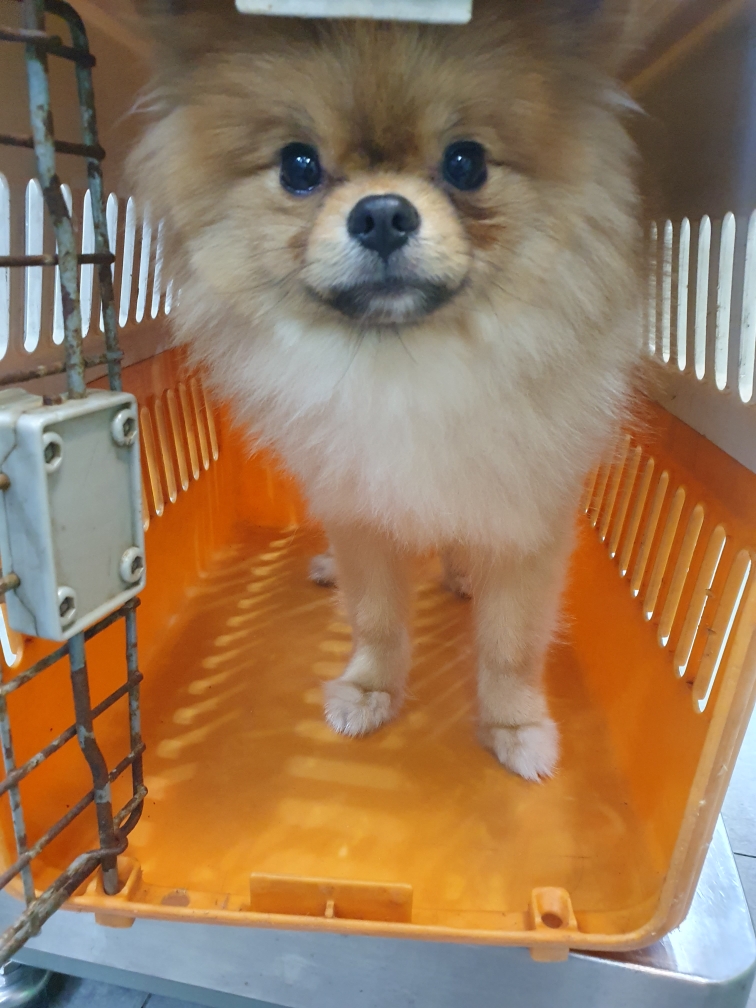 펫앤쉘터동물병원_441378202301413