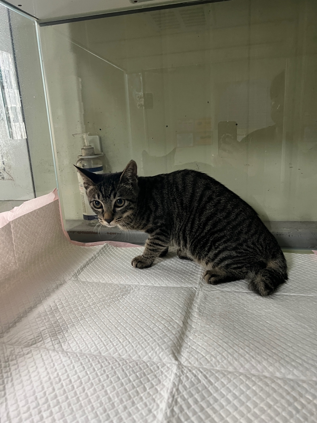 보호중 한국 고양이…