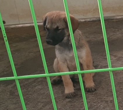 영천유기동물보호센터_447510202300285