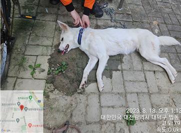 대전동물보호센터_430368202300402