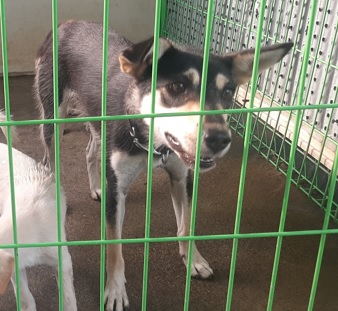 보호중 믹스견의 가…