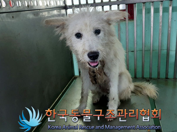 한국동물구조관리협회_441414202300616