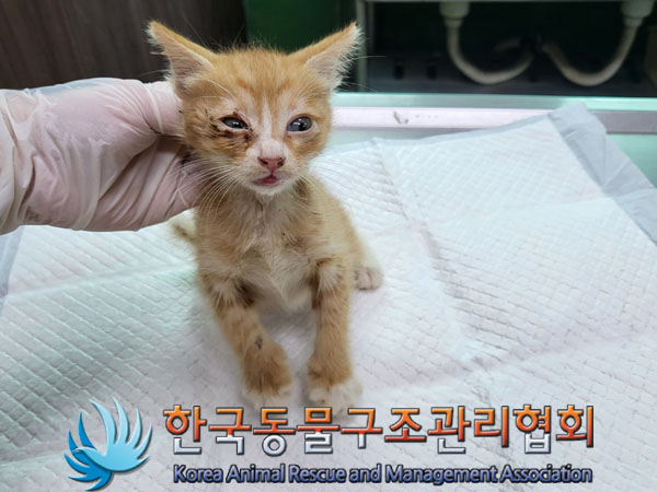 한국동물구조관리협회_411306202300518