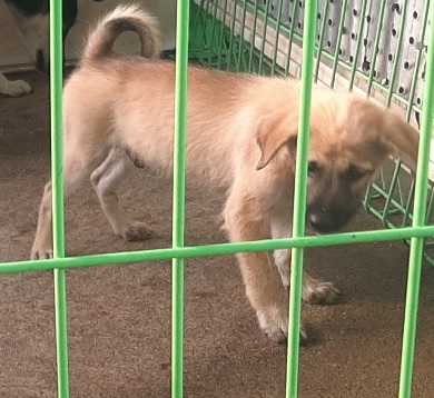 영천유기동물보호센터_447510202300286