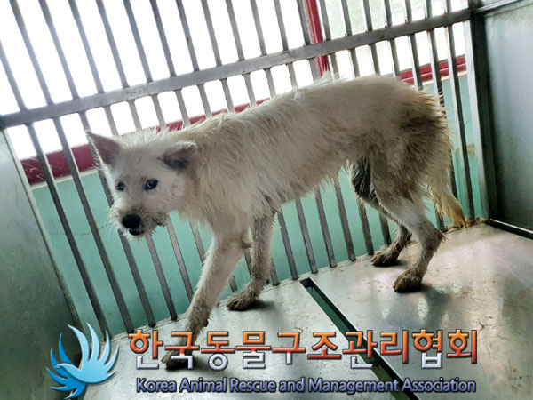 한국동물구조관리협회_441414202300617