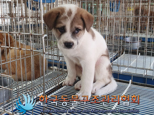 한국동물구조관리협회_441398202300316