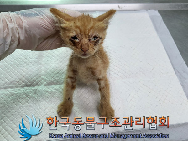 한국동물구조관리협회_411306202300519
