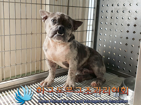 한국동물구조관리협회_441559202300855