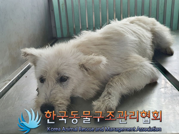 한국동물구조관리협회_441414202300618
