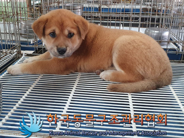 한국동물구조관리협회_441398202300315