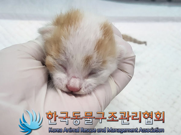 한국동물구조관리협회_411306202300520