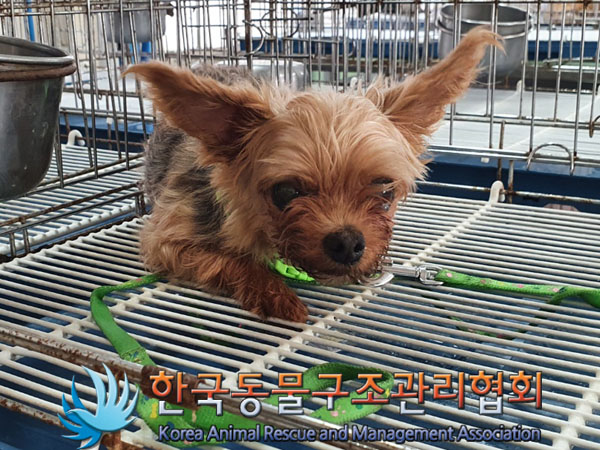 한국동물구조관리협회_411317202300223