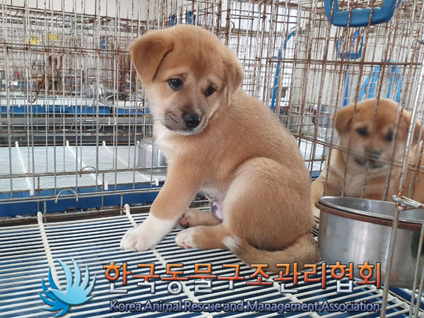 종료(안락사) 믹스…