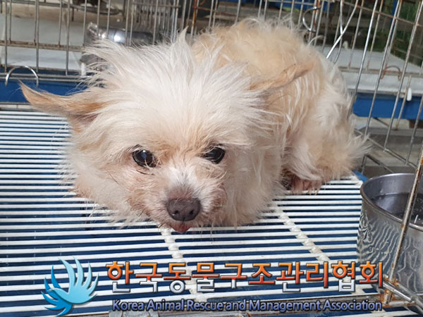 한국동물구조관리협회_441382202300539