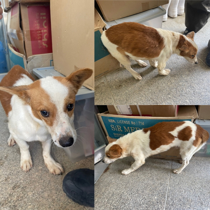 당진시동물보호소_444568202301036