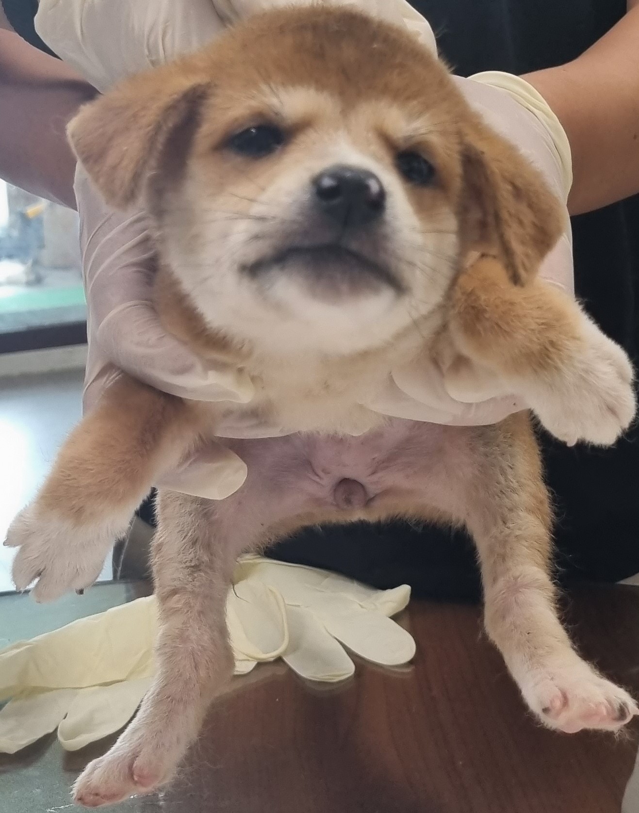 하동군유기동물보호소_448544202300309